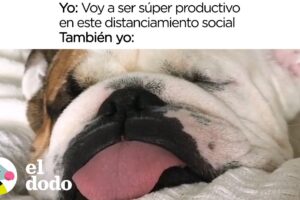 Este perro describe perfectamente nuestro estado de ánimo | El Dodo