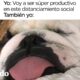 Este perro describe perfectamente nuestro estado de ánimo | El Dodo