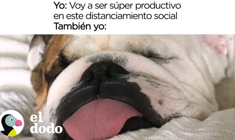 Este perro describe perfectamente nuestro estado de ánimo | El Dodo