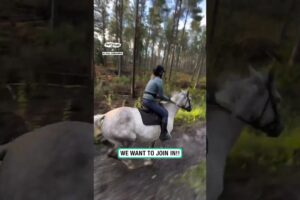 Family have the most wholesome time horseback riding 🥰 🐴       🎥: Instagram/stall_bergshamra