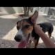 Fearful Dog Chico is Trusting the Volunteer! - Takis Shelter