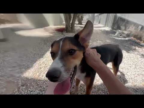 Fearful Dog Chico is Trusting the Volunteer! - Takis Shelter