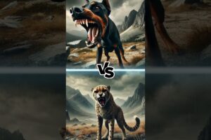 🐕⚔️ Fiercest Cats vs. Dogs: Epic Animal Battles! 🐅🐾 #dogs #cats