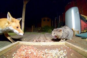 Fox and cat Standoff.