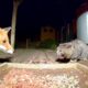 Fox and cat Standoff.