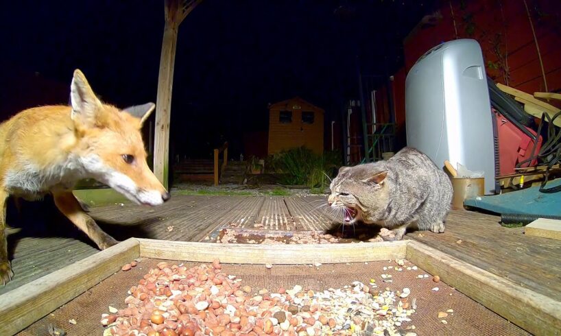 Fox and cat Standoff.