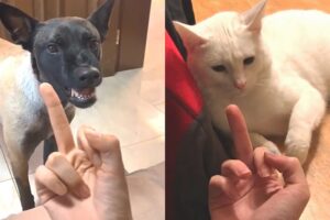 Funny Dogs And Cats Reaction To Middle Finger | Animals Life