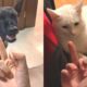 Funny Dogs And Cats Reaction To Middle Finger | Animals Life