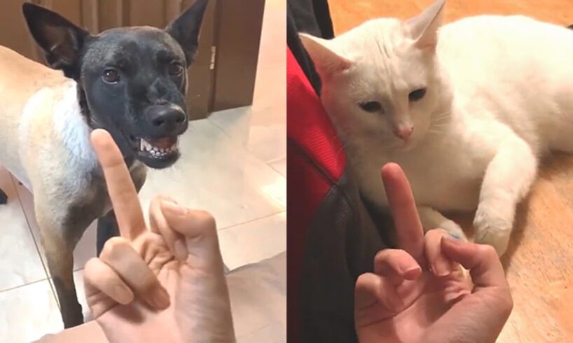 Funny Dogs And Cats Reaction To Middle Finger | Animals Life