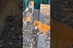 Funny Monkeys Playing and Joking #monkey #animals #shorts