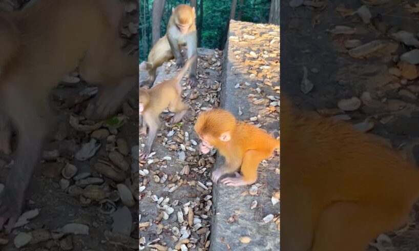 Funny Monkeys Playing and Joking #monkey #animals #shorts