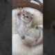 Funny cat, cute cat adorable moments #funnycats #cutecat #shorts #cat #cats #animals #kitten