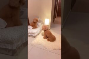 Funny cute puppy #puppies #pomerenian #cuteanimal #puppy #cutepuppy #pets #cute #cutepet