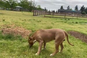 German Shepherd Attacks Pitbull [OFF LEASH PARK]