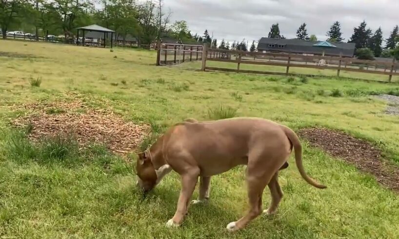 German Shepherd Attacks Pitbull [OFF LEASH PARK]