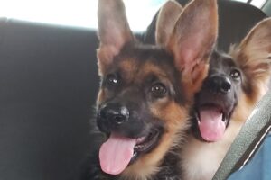 German Shepherd Puppy sisters Cutest talk/Cute Puppies/ Dog Lovers/ Dog Video / Cute Dog/mini vlog