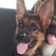 German Shepherd Puppy sisters Cutest talk/Cute Puppies/ Dog Lovers/ Dog Video / Cute Dog/mini vlog