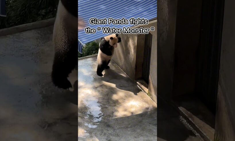 Giant Panda fights the "Water Monster" #panda #cutepanda #shortvideo #funny