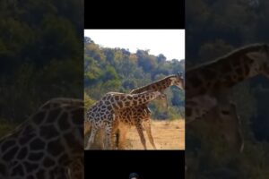 Giraffe vs Giraffe 🔥Fight🔥 #animals #wildlife #shortsfeed #viralvideo