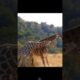 Giraffe vs Giraffe 🔥Fight🔥 #animals #wildlife #shortsfeed #viralvideo