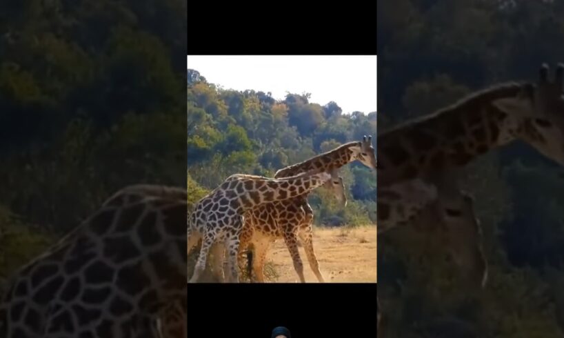 Giraffe vs Giraffe 🔥Fight🔥 #animals #wildlife #shortsfeed #viralvideo