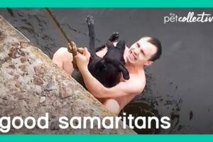 Good Samaritans To The Rescue! | The Pet Collective