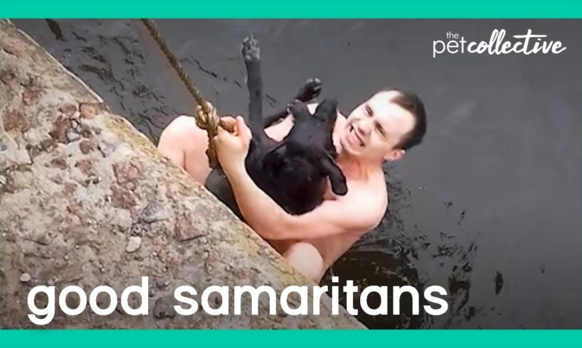 Good Samaritans To The Rescue! | The Pet Collective