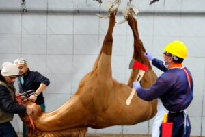 🐴HORSE WITH A BROKEN HOOF — Headed for Slaughter? Horse Hoof Restoration! #HorseCare