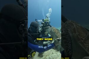 HOW These Divers Removed Barnacles from a Turtle Underwater!?