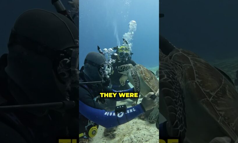 HOW These Divers Removed Barnacles from a Turtle Underwater!?