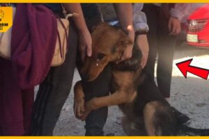 He begs stranger people who stop to pet him on the street “Please don’t leave me alone there