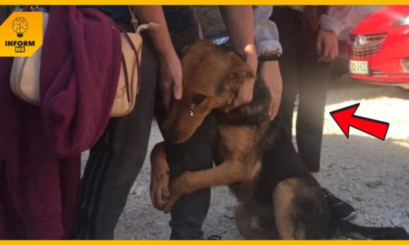 He begs stranger people who stop to pet him on the street “Please don’t leave me alone there