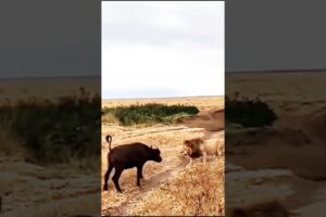 Heart-Pounding Lion Ambush on Adorable Buffalo Caught on Camera