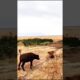 Heart-Pounding Lion Ambush on Adorable Buffalo Caught on Camera