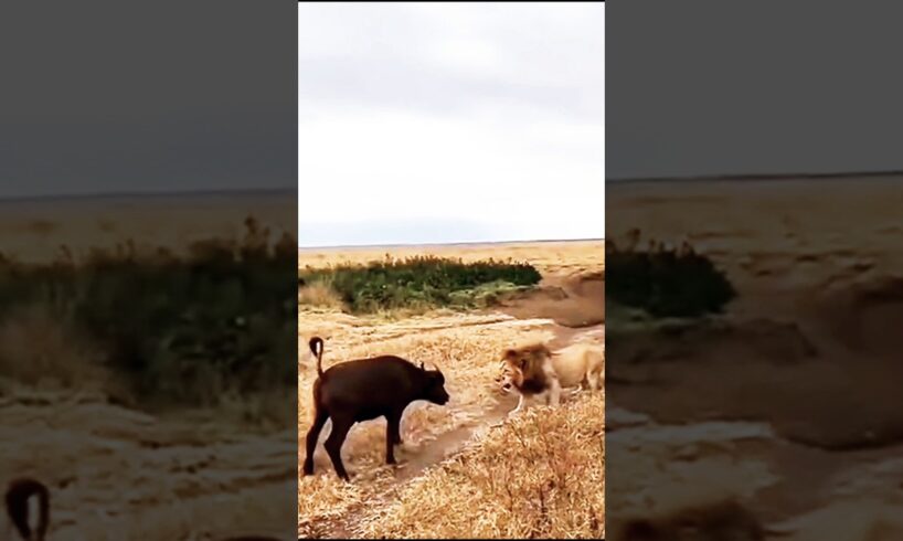 Heart-Pounding Lion Ambush on Adorable Buffalo Caught on Camera