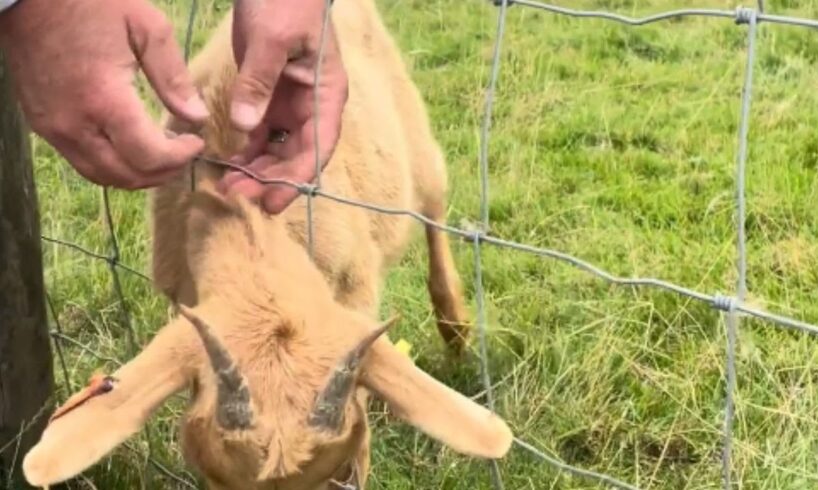 Heartwarming Animal Rescue of Baby Goat Stuck in Fence || WooGlobe