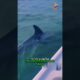 Heartwarming Dolphin Rescue #animals #animalrescue #heartwarming #shortvideo #shorts