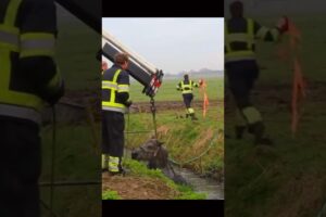 Heartwarming Rescue:🐎 Horse saved From Dirty Water #horse #horserescue #rescue #animalrescue