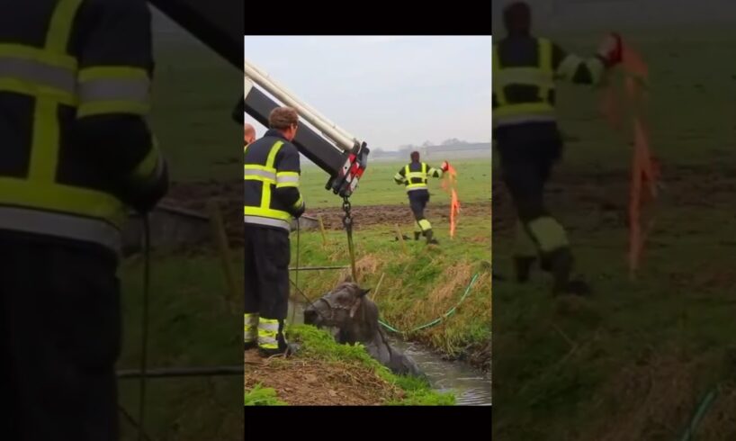 Heartwarming Rescue:🐎 Horse saved From Dirty Water #horse #horserescue #rescue #animalrescue