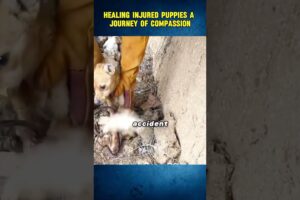 Helping injured puppies a journey of compassion 🥺😰 #animals #furreal #shortsfeed #shorts