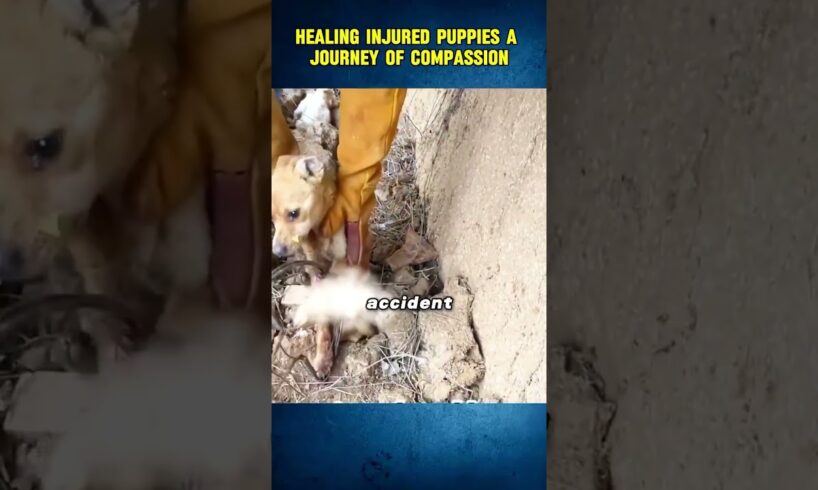 Helping injured puppies a journey of compassion 🥺😰 #animals #furreal #shortsfeed #shorts