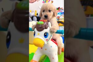 Here are some of the cutest puppies you'll ever see #funny #cute #puppy #pets #dogs #dog