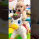 Here are some of the cutest puppies you'll ever see #funny #cute #puppy #pets #dogs #dog