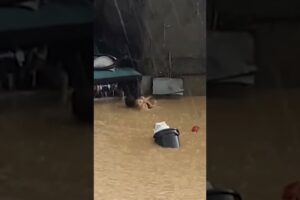 Hero Rescues Dog Trapped In Flood Water #DogRescue