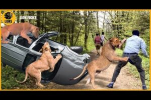 Horrifying! Angry Elephants, Lion, Wildlife Attacks Cars And Tourists Too Brutal | Animals fighting