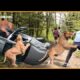 Horrifying! Angry Elephants, Lion, Wildlife Attacks Cars And Tourists Too Brutal | Animals fighting