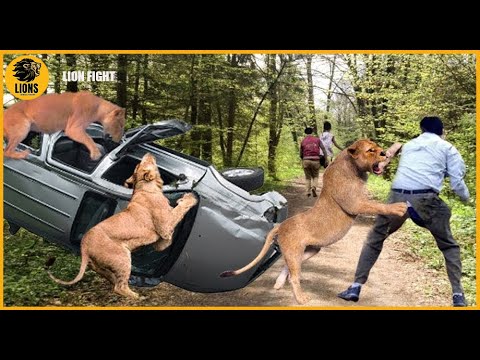 Horrifying! Angry Elephants, Lion, Wildlife Attacks Cars And Tourists Too Brutal | Animals fighting