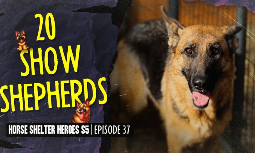 Horse Shelter Heroes S5 E37 - 20 Show Shepherds!