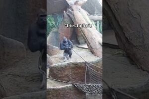 Huge Silverback Breaks Rope LIVE on Gorilla Cam 🦍