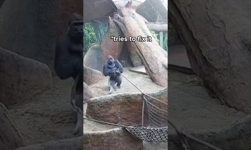 Huge Silverback Breaks Rope LIVE on Gorilla Cam 🦍